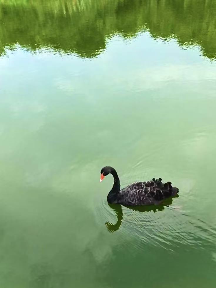Photograph of a single black swan swimming across still green water, its reflection and the reflected trees visible below