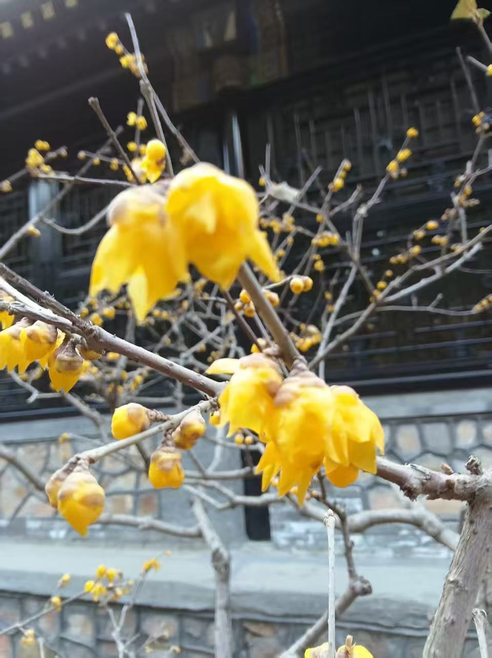 Close-up photograph of yellow wintersweet blossoms on bare branches against a dark traditional Chinese building