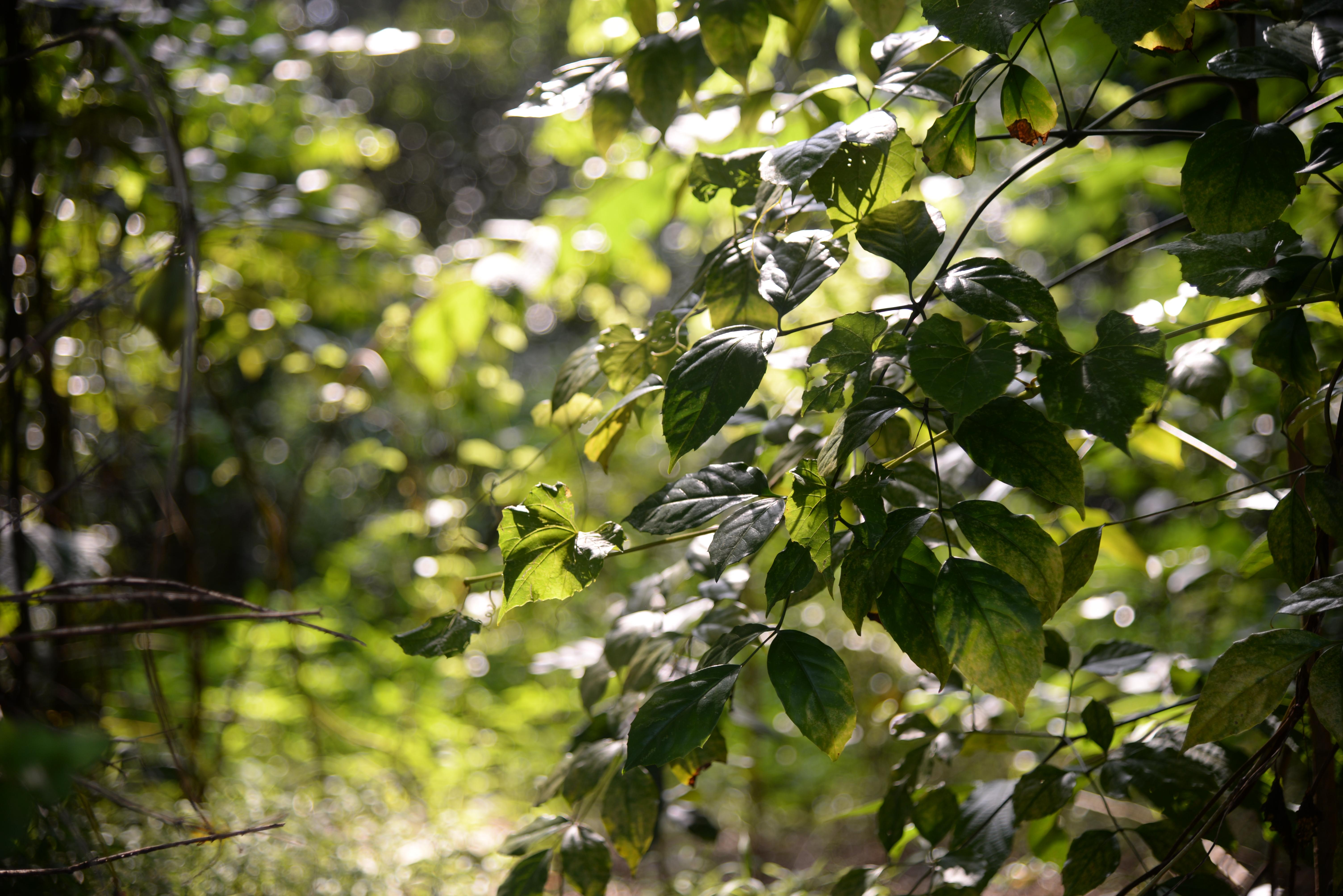 Close-up photograph of sunlit green leaves and vines against a softly blurred forest background